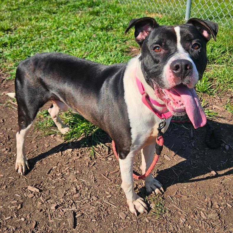 Enlarge Bull, a Adoptable mixed breed in Champaign, IL image 2/6