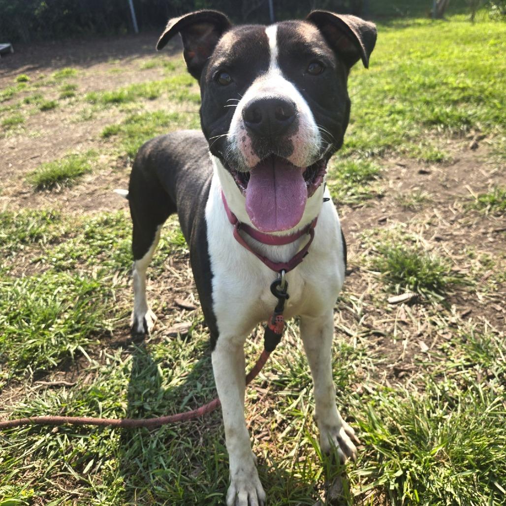 Enlarge Bull, a Adoptable mixed breed in Champaign, IL image 3/6