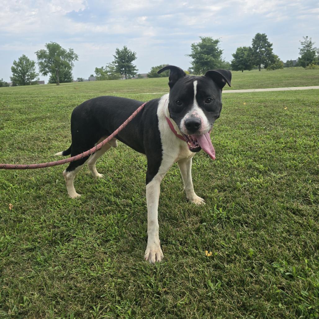 Bull, a Adoptable mixed breed in Champaign, IL image 2/6