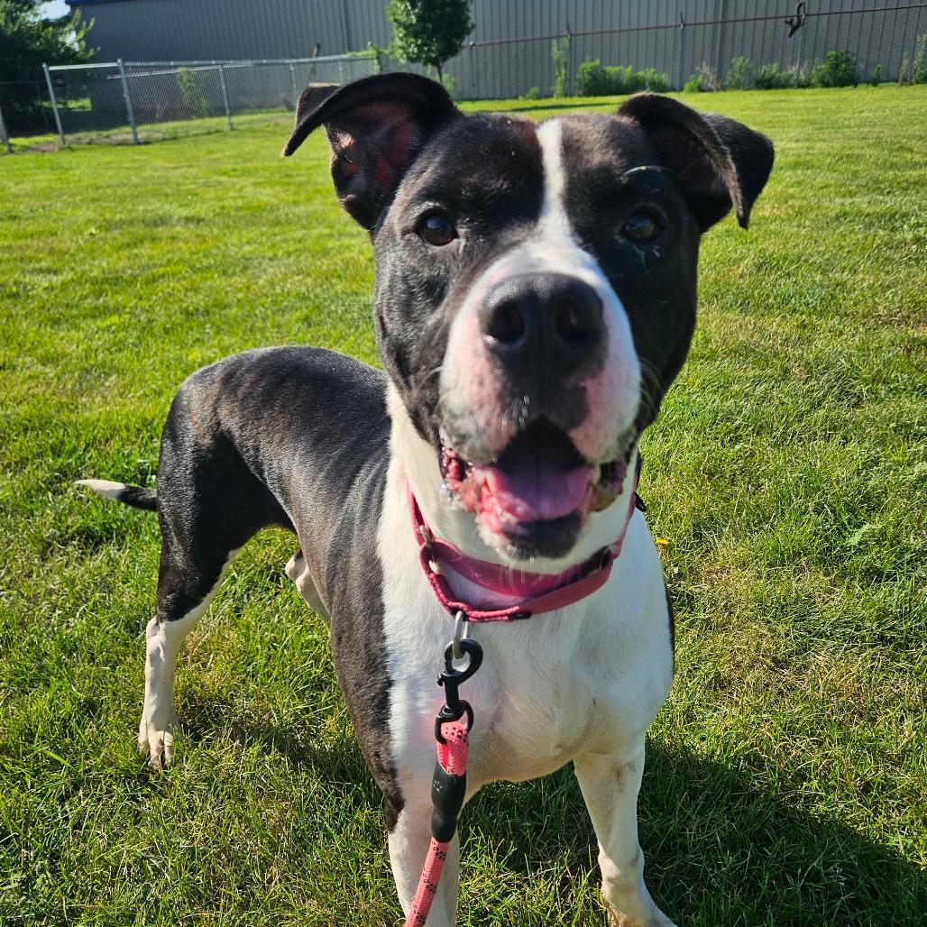 Enlarge Bull, a Adoptable mixed breed in Champaign, IL image 4/6