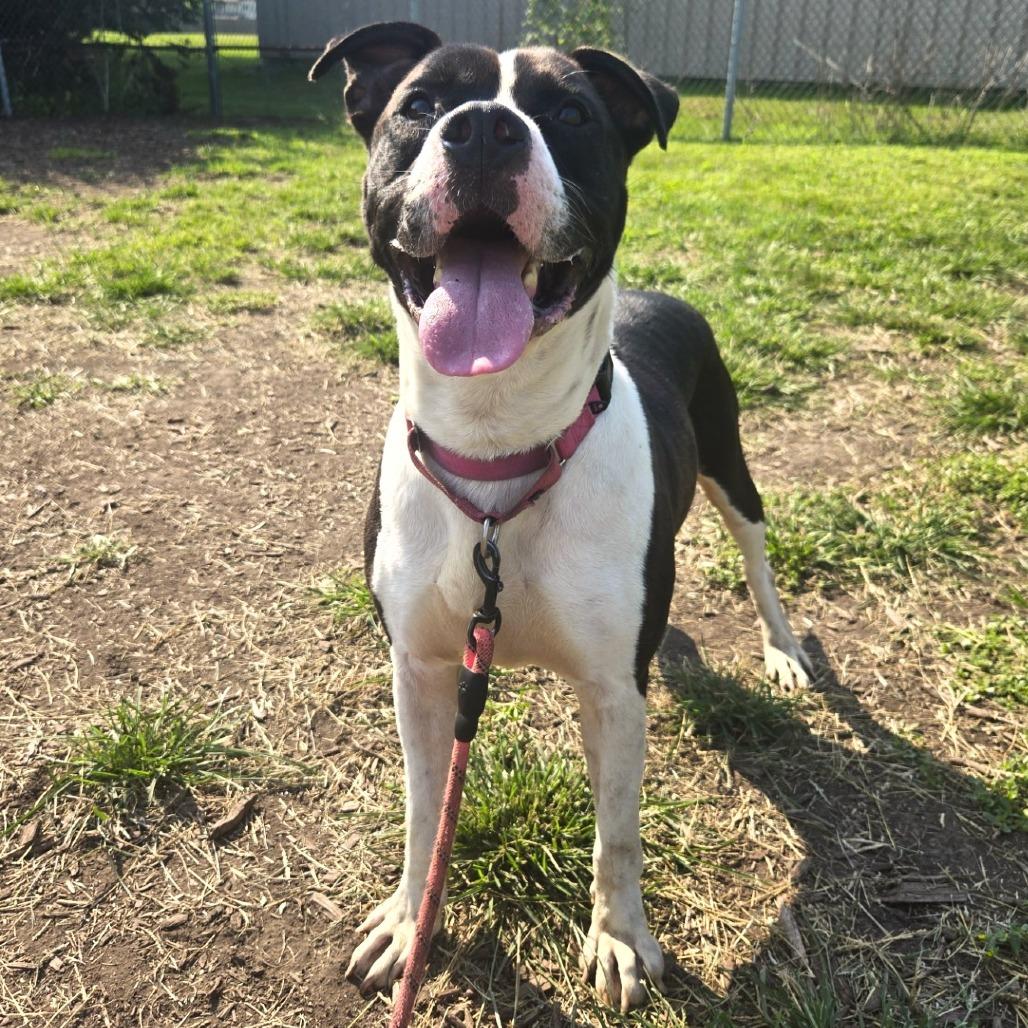 Enlarge Bull, a Adoptable mixed breed in Champaign, IL image 5/6