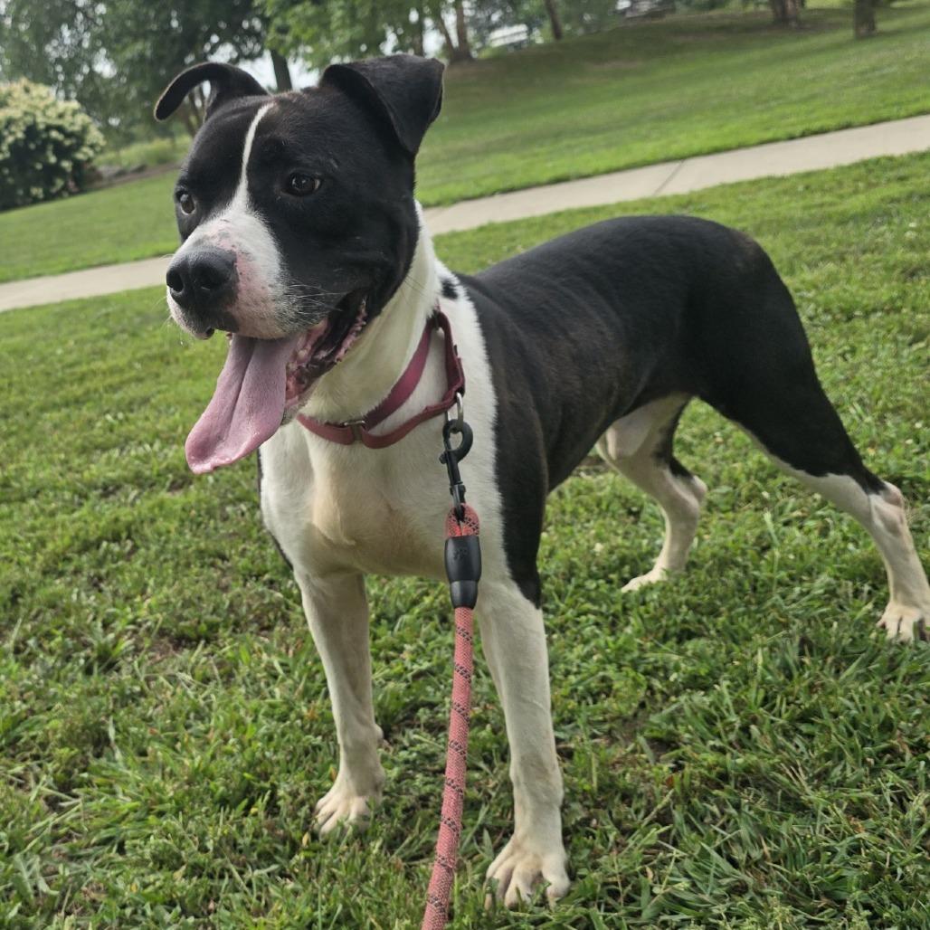 Bull, a Adoptable mixed breed in Champaign, IL image 5/6