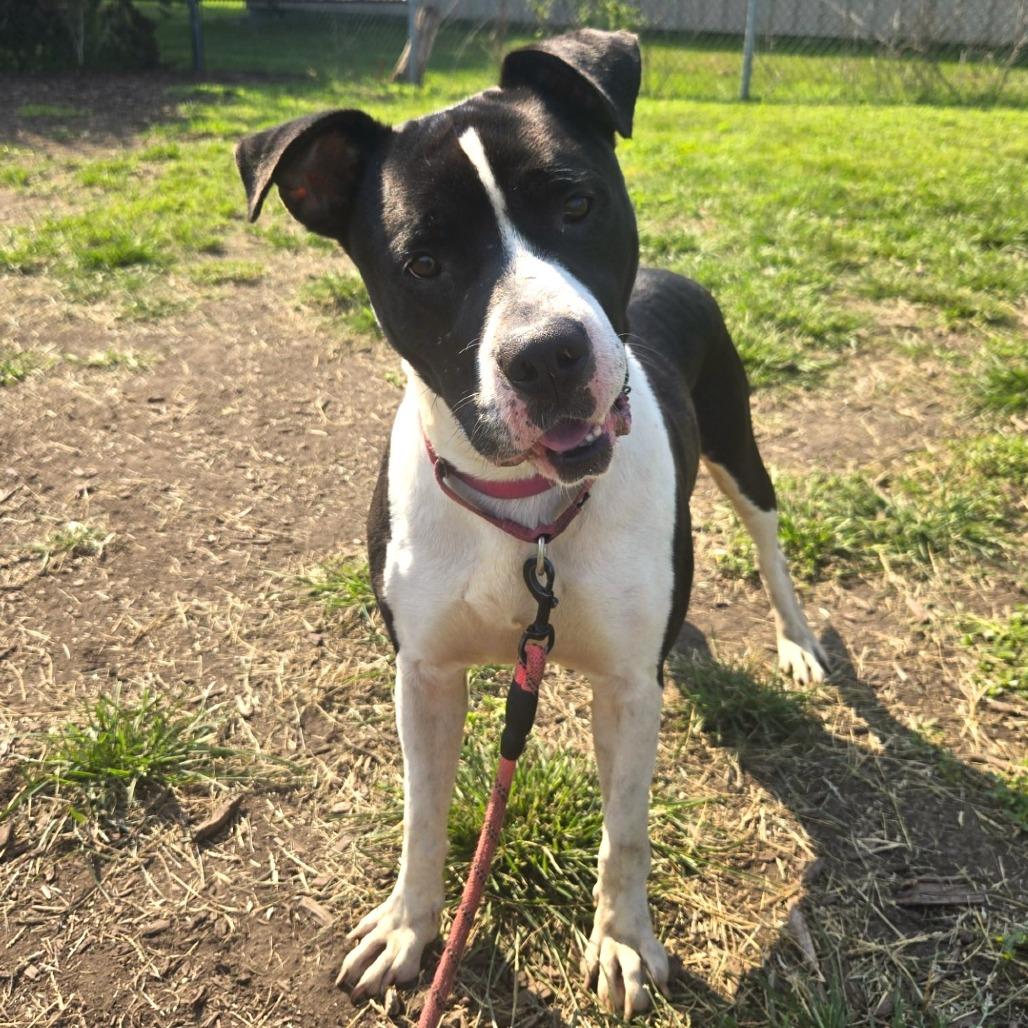 Enlarge Bull, a Adoptable mixed breed in Champaign, IL image 6/6