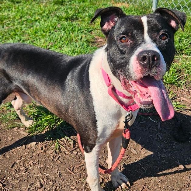 Bull, a Adoptable mixed breed in Champaign, IL image 6/6