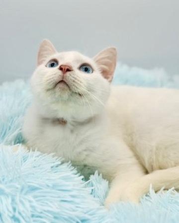 Enlarge Briarwood, a Adoptable Siamese in Covington, LA image 2/6