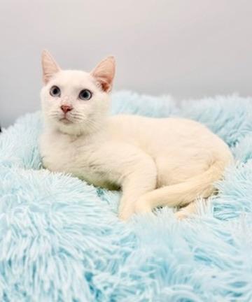 Enlarge Briarwood, a Adoptable Siamese in Covington, LA image 6/6
