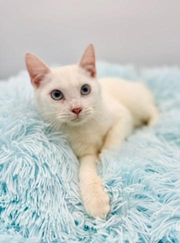 Enlarge Briarwood, a Adoptable Siamese in Covington, LA image 5/6
