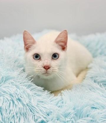 Enlarge Briarwood, a Adoptable Siamese in Covington, LA image 3/6