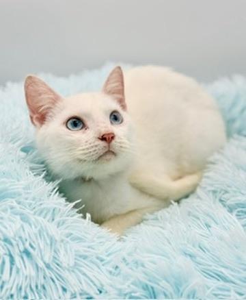 Enlarge Briarwood, a Adoptable Siamese in Covington, LA image 1/6