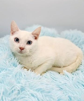 Enlarge Briarwood, a Adoptable Siamese in Covington, LA image 4/6