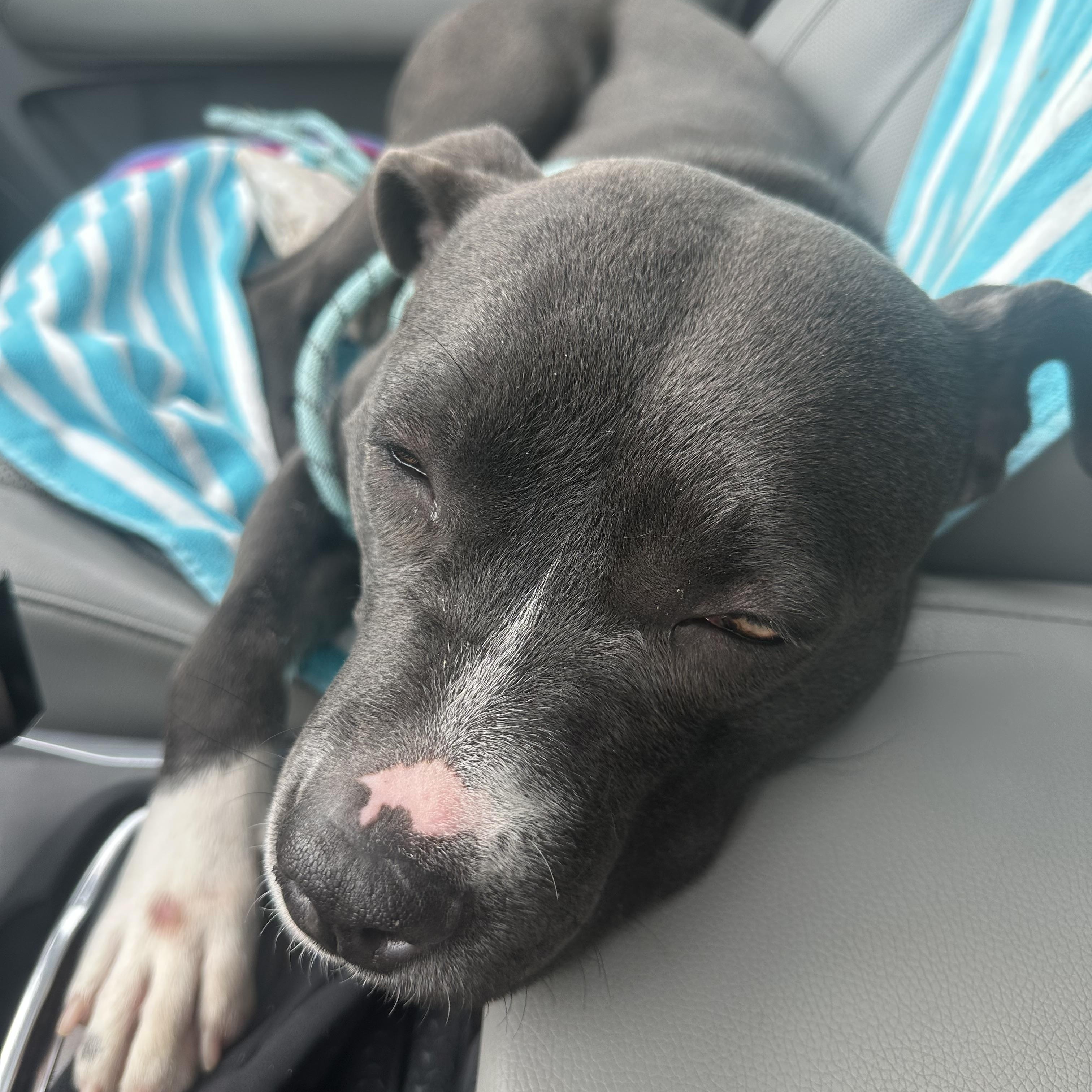 Luna Moon GCI Trained Graduate!!