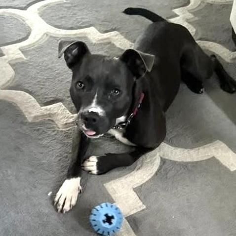 Luna Moon GCI Trained Graduate!!