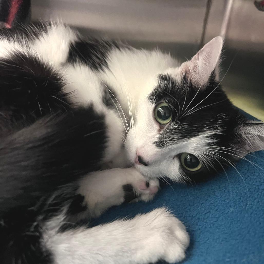 Raspberry, Adoptable, Adult Female Domestic Short Hair.