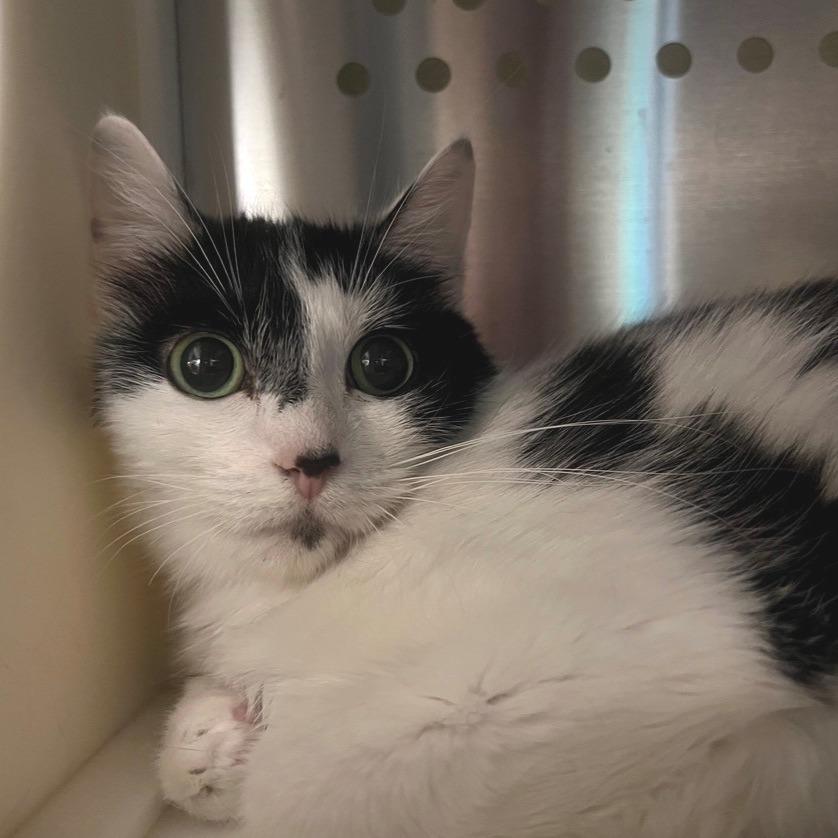 Enlarge Raspberry, a Adoptable Domestic Short Hair in Port Townsend, WA image 1/3