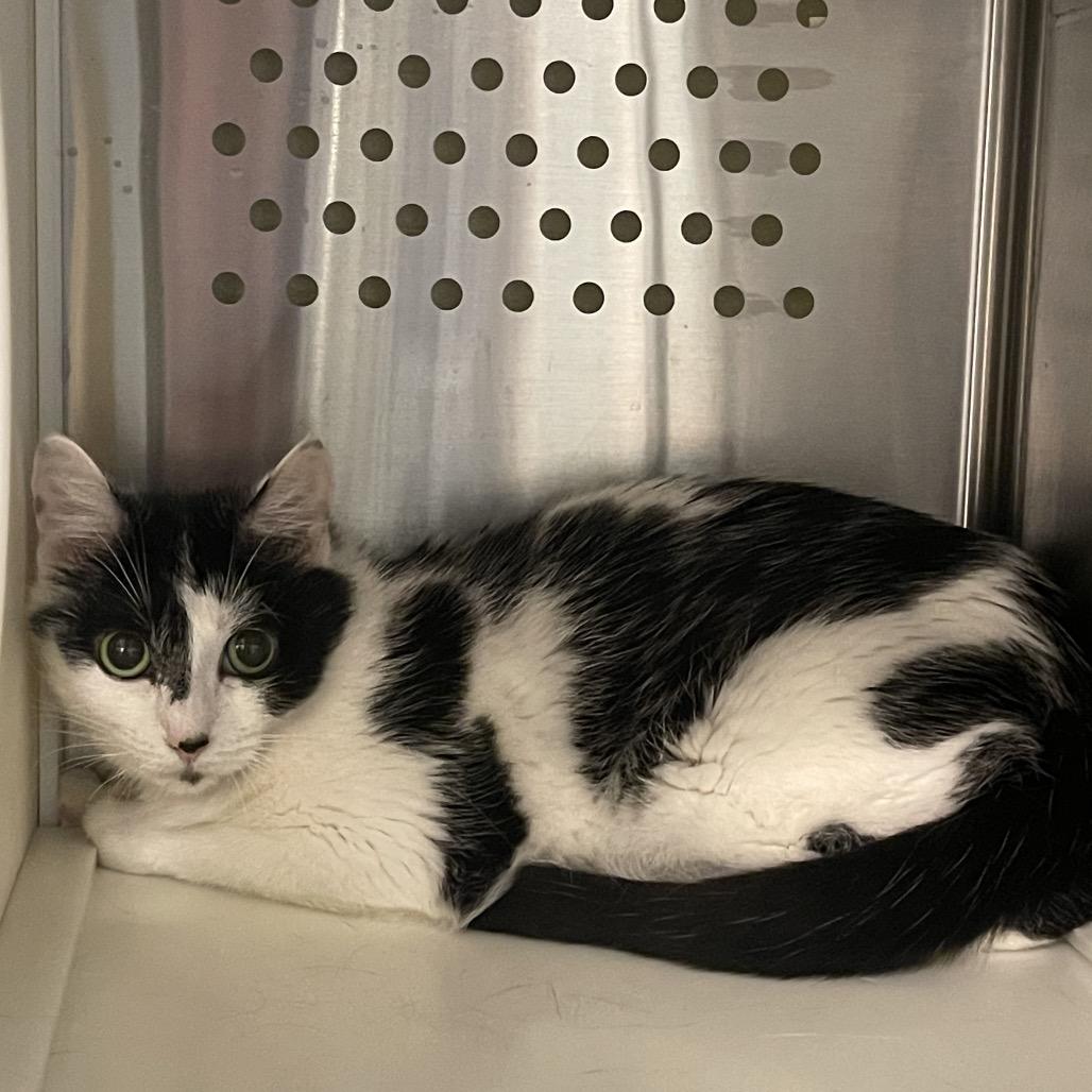 Enlarge Raspberry, a Adoptable Domestic Short Hair in Port Townsend, WA image 2/3