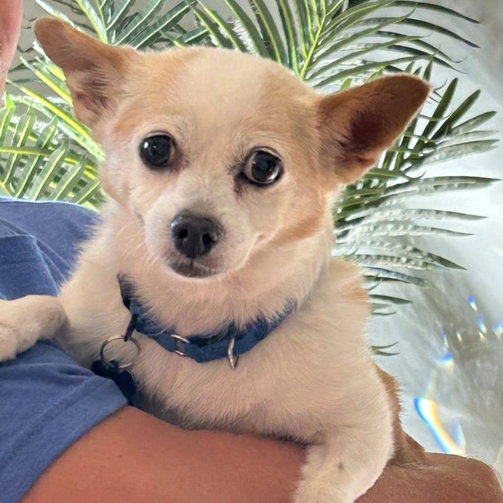 Hope, Adoptable, Senior Female Chihuahua.