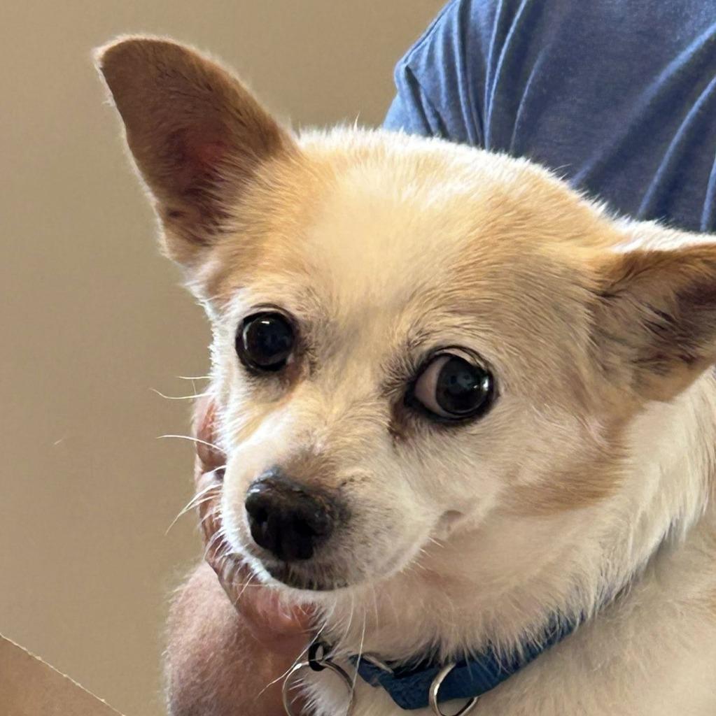 Hope, a Adoptable mixed breed in Columbia, IL image 1/6