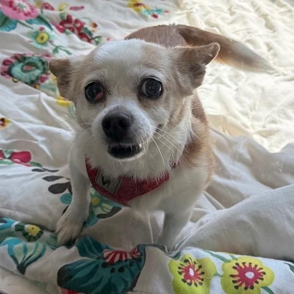 Hope, a Adoptable mixed breed in Columbia, IL image 2/6