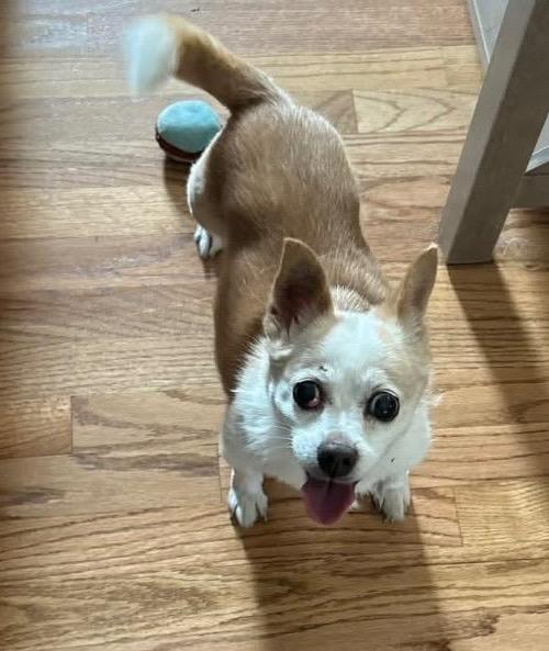 Hope, a Adoptable mixed breed in Columbia, IL image 3/6