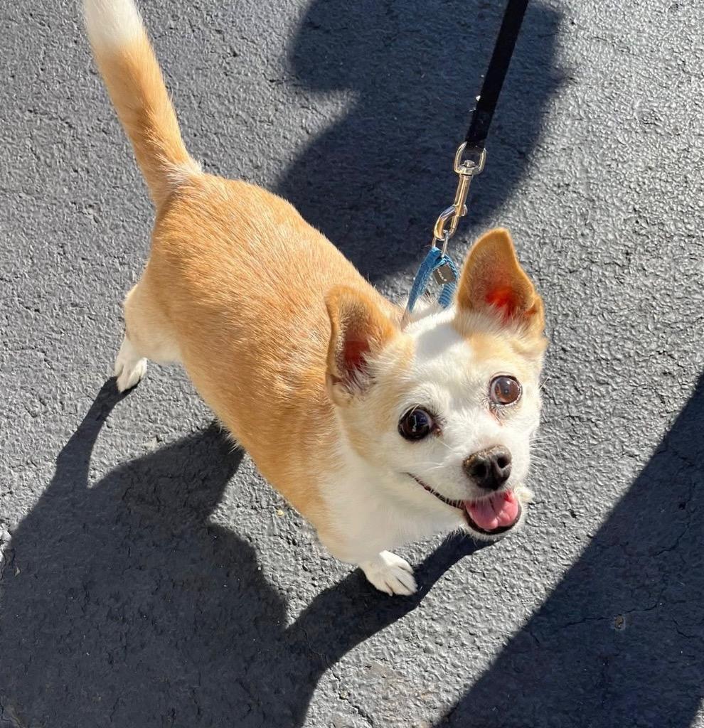 Hope, a Adoptable mixed breed in Columbia, IL image 4/6