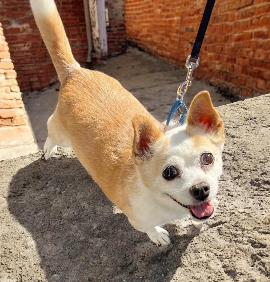 Hope, a Adoptable mixed breed in Columbia, IL image 6/6