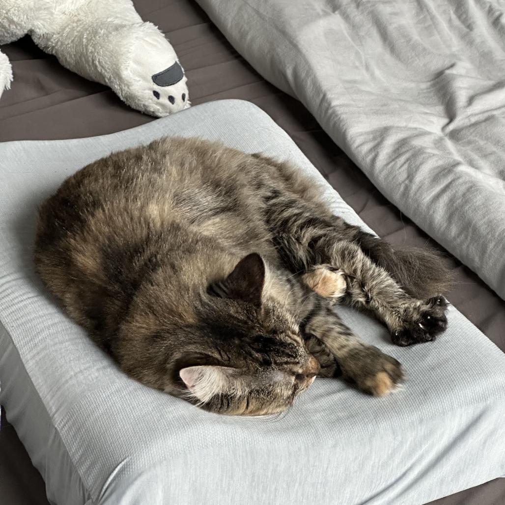 Princess Peach, Adoptable, Adult Female Domestic Long Hair.