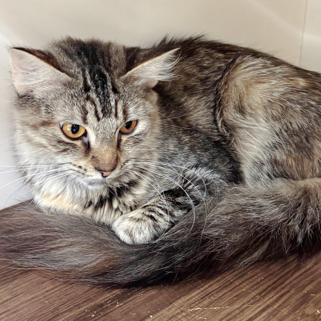 Enlarge Princess Peach, a Adoptable Domestic Long Hair in Leander, TX image 2/6