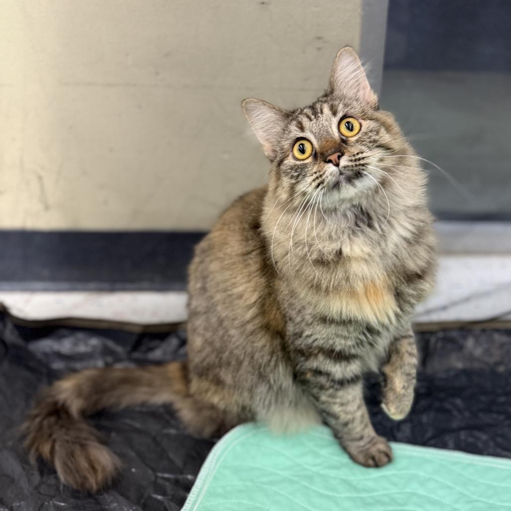 Enlarge Princess Peach, a Adoptable Domestic Long Hair in Leander, TX image 3/6