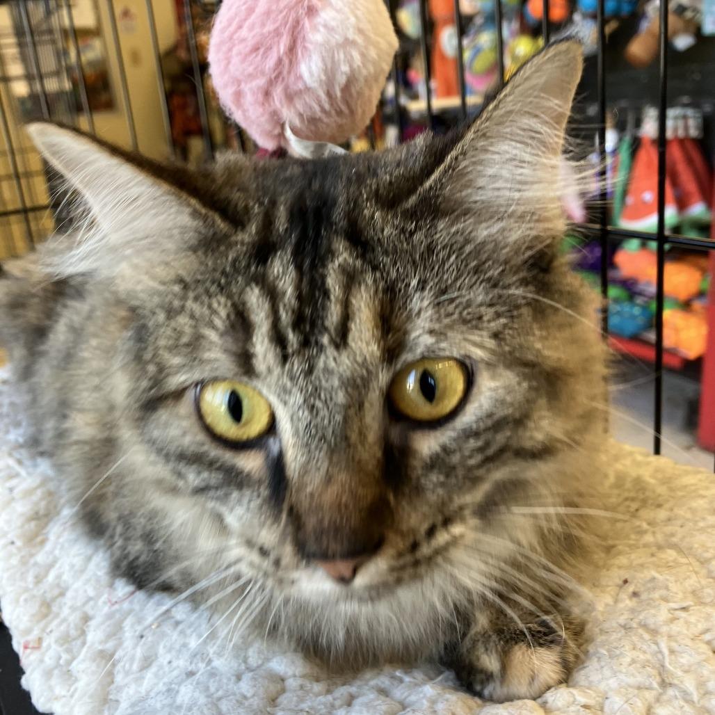 Enlarge Princess Peach, a Adoptable Domestic Long Hair in Leander, TX image 4/6