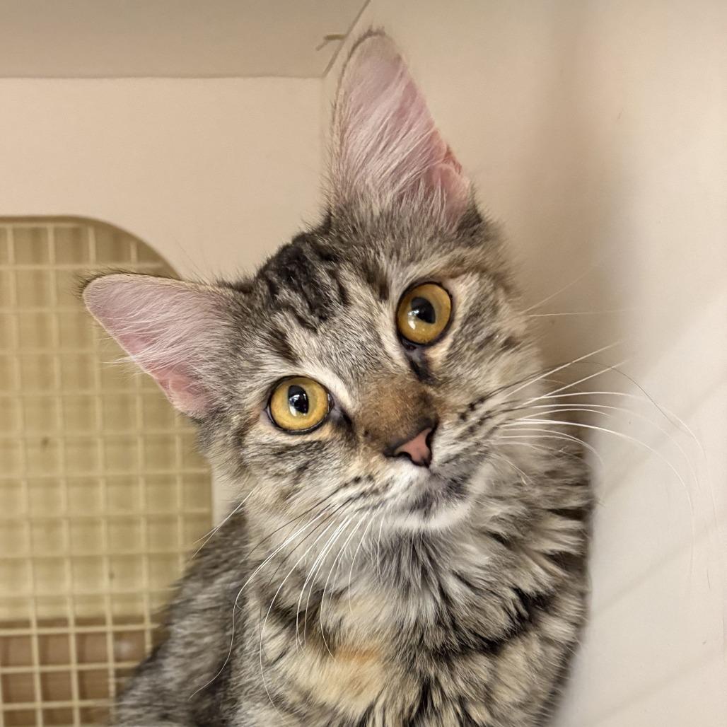 Enlarge Princess Peach, a Adoptable Domestic Long Hair in Leander, TX image 5/6