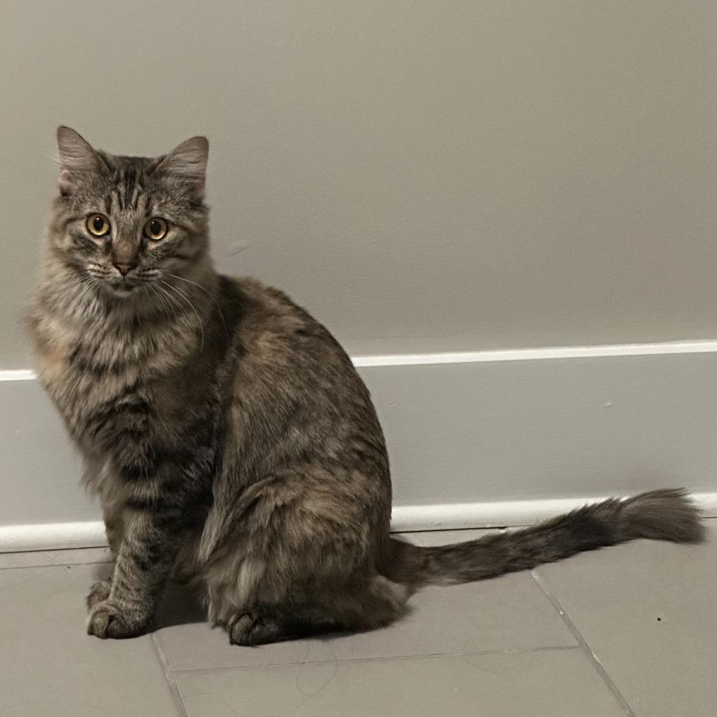 Enlarge Princess Peach, a Adoptable Domestic Long Hair in Leander, TX image 6/6