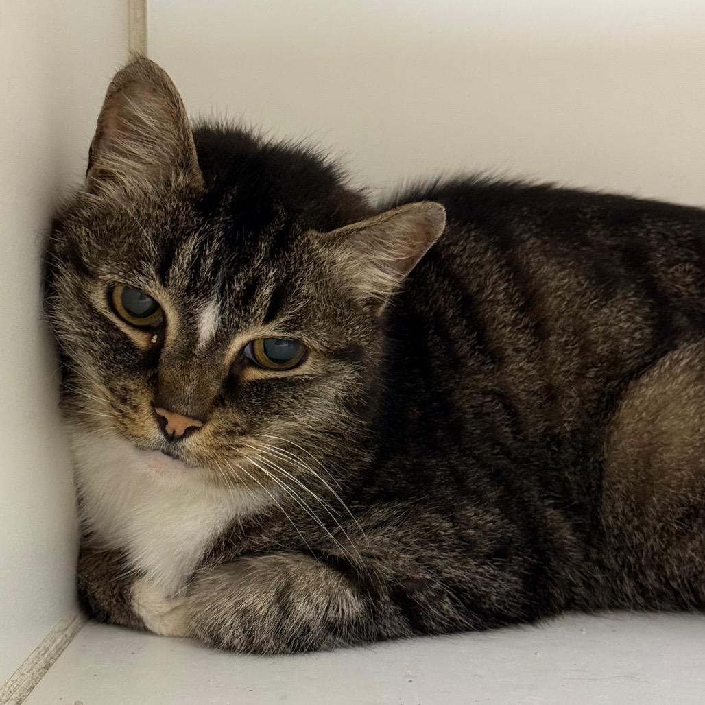 Benji, Adoptable, Adult Male Domestic Short Hair.