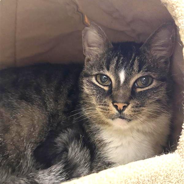 Benji, a Adoptable Domestic Short Hair in Bentonville, AR image 2/3