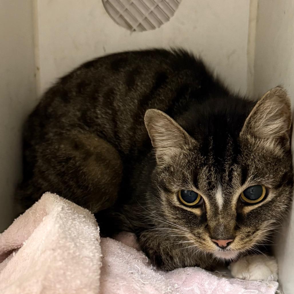 Benji, a Adoptable Domestic Short Hair in Bentonville, AR image 3/3