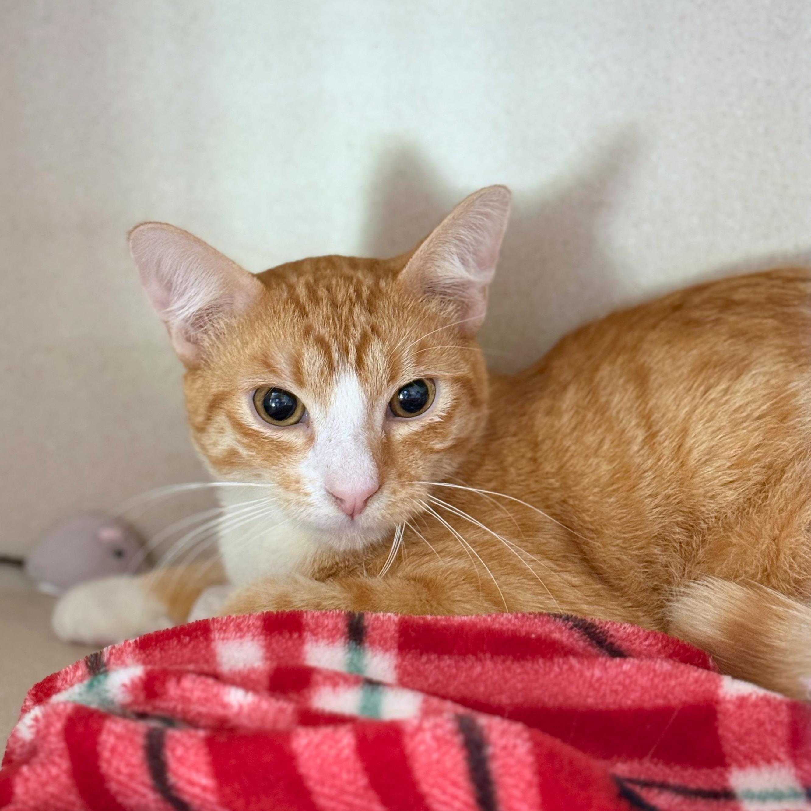 Mango, ADOPTABLE, Young Male Domestic Short Hair.