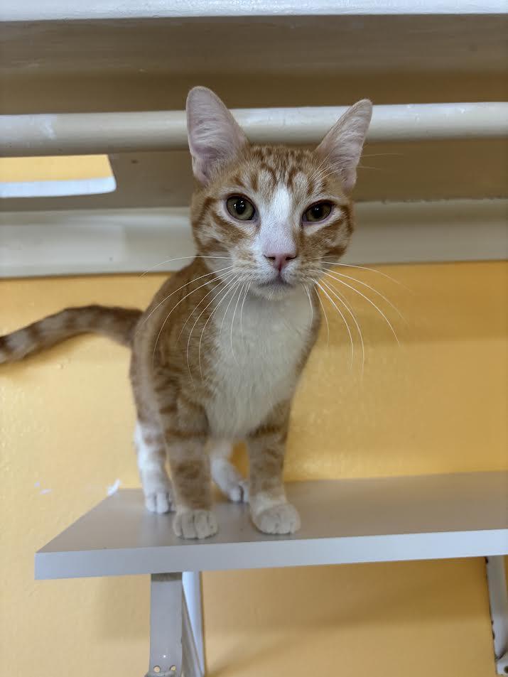 Mango, ADOPTABLE, Young Male Domestic Short Hair.