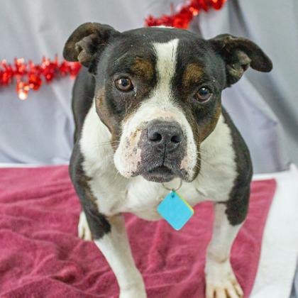 Rodney — thumbnail 3