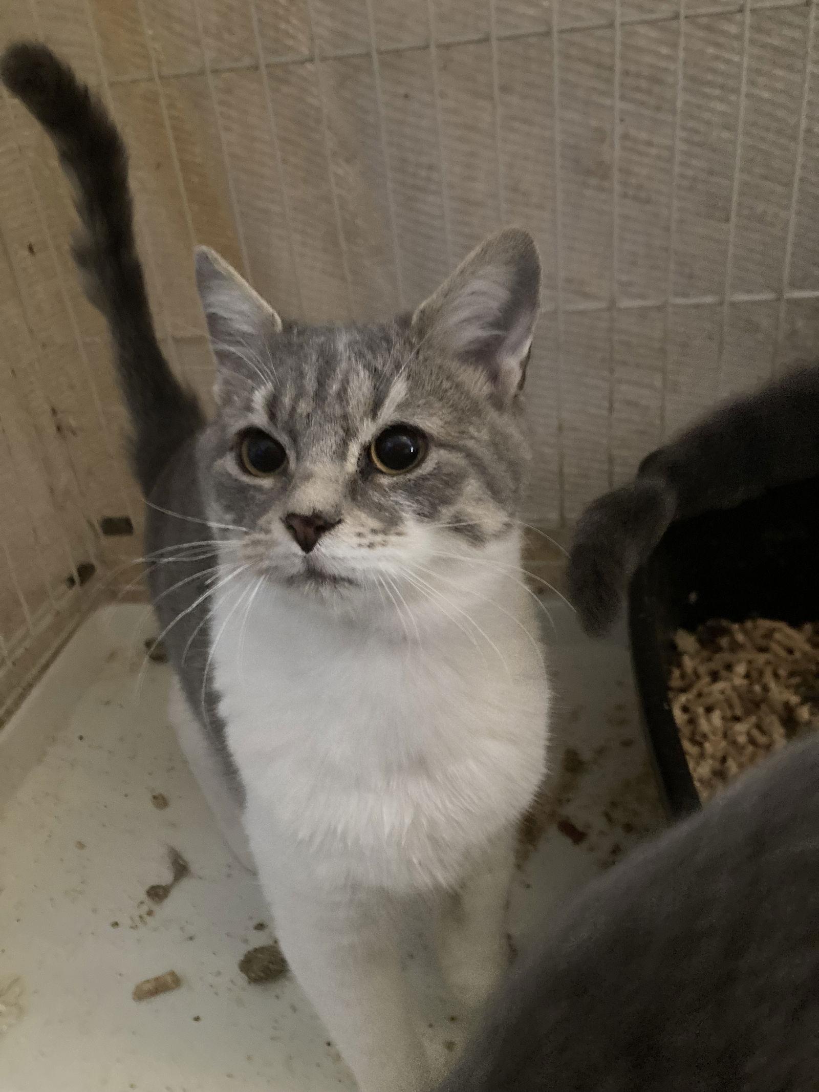 Anima, Adoptable, Young Female Domestic Short Hair.