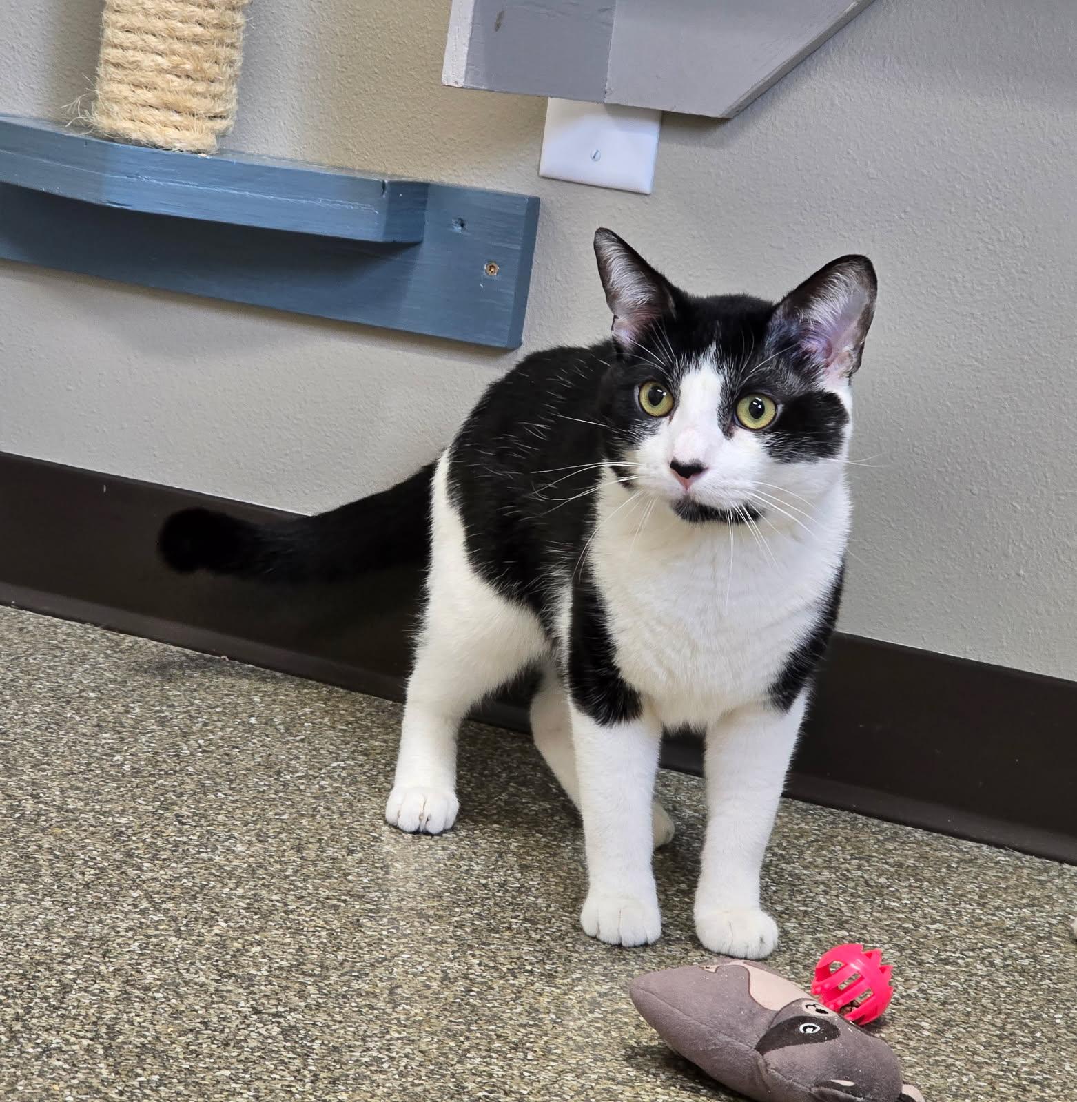 Badger, an adoptable American Shorthair in Spooner, WI, 54801 | Photo Image 1
