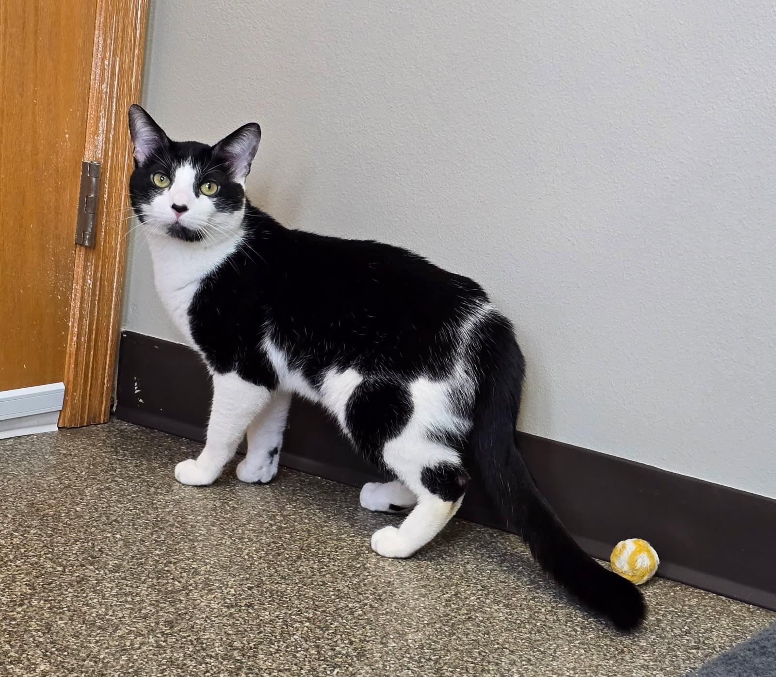 Badger, an adoptable American Shorthair in Spooner, WI, 54801 | Photo Image 3