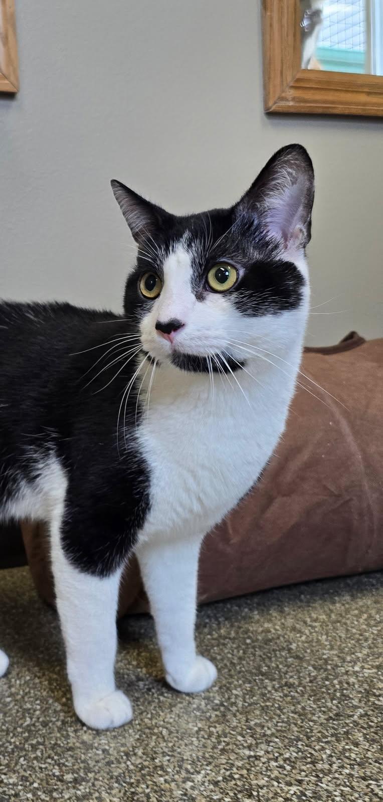 Badger, an adoptable American Shorthair in Spooner, WI, 54801 | Photo Image 2