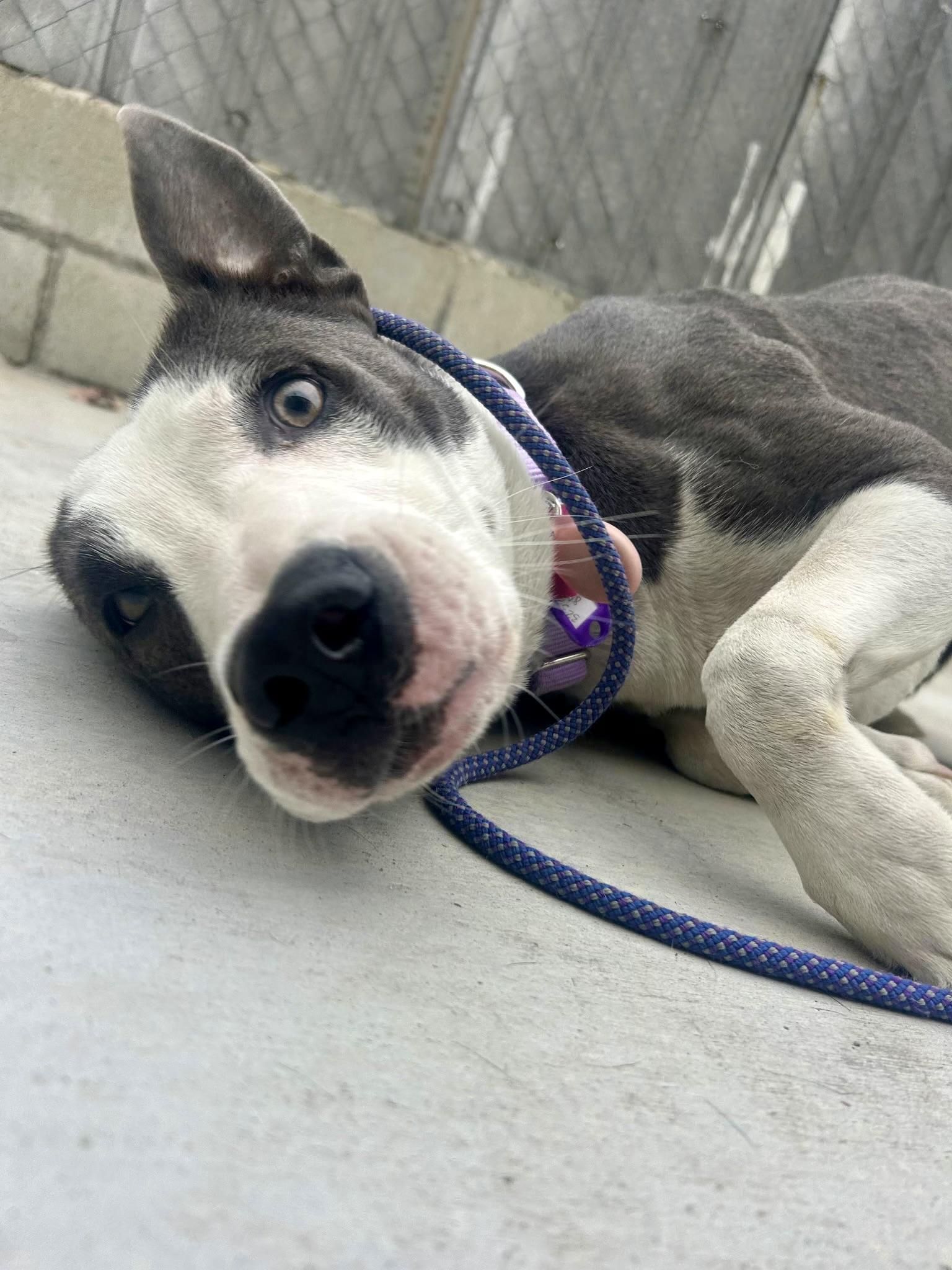 Enlarge Tweedy, a ADOPTABLE Pit Bull Terrier in Los Angeles, CA image 1/6