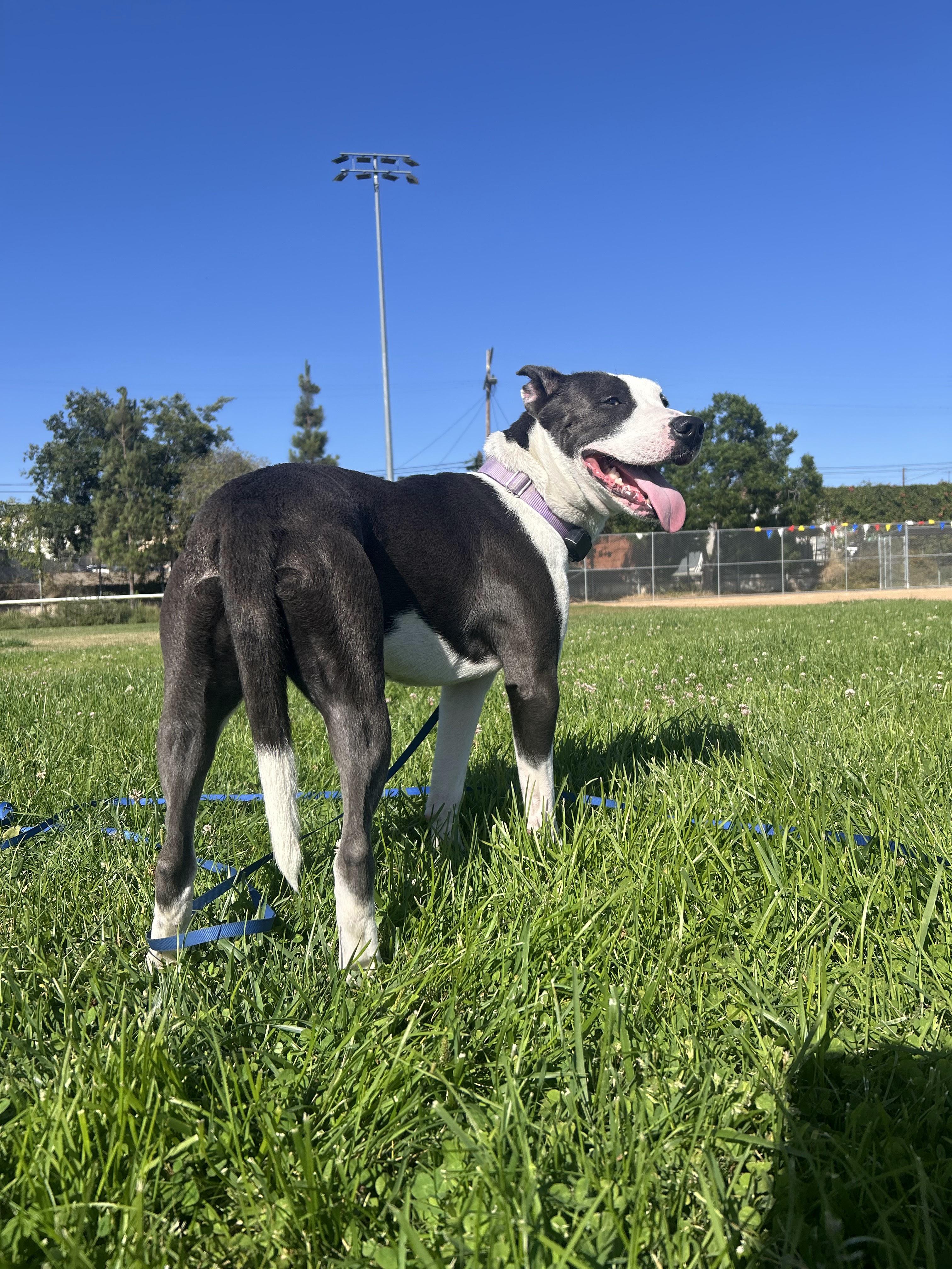 Enlarge Tweedy, a Adoptable mixed breed in Los Angeles, CA image 3/6
