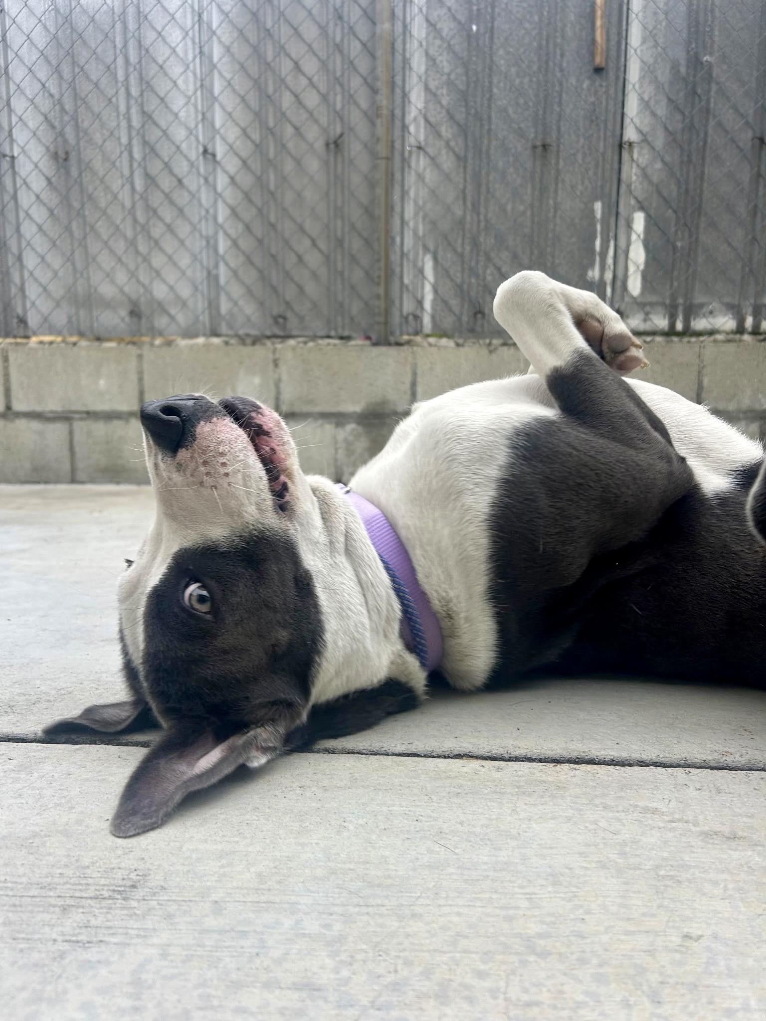 Enlarge Tweedy, a ADOPTABLE Pit Bull Terrier in Los Angeles, CA image 2/6