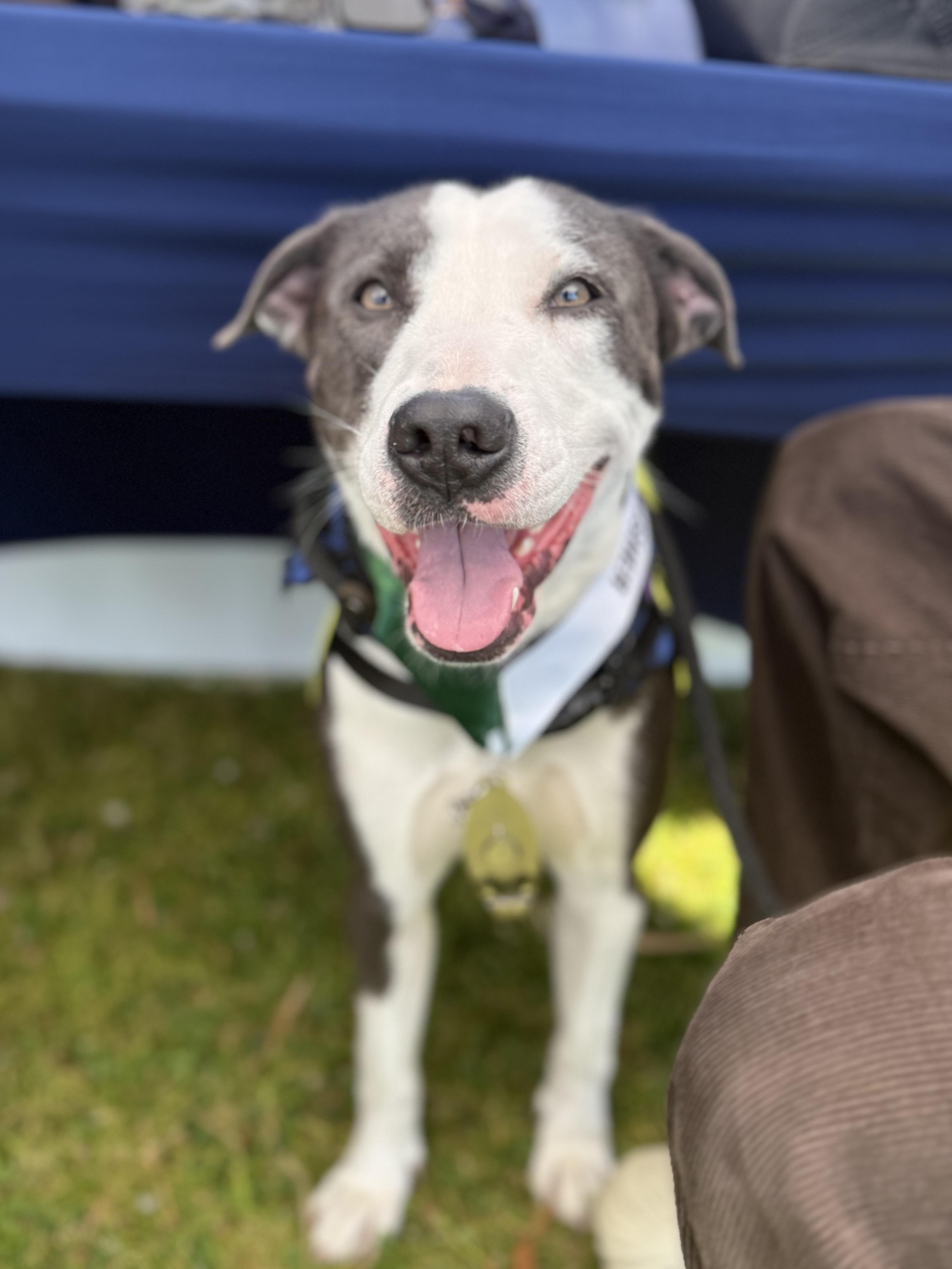 Enlarge Tweedy, a Adoptable mixed breed in Los Angeles, CA image 1/6