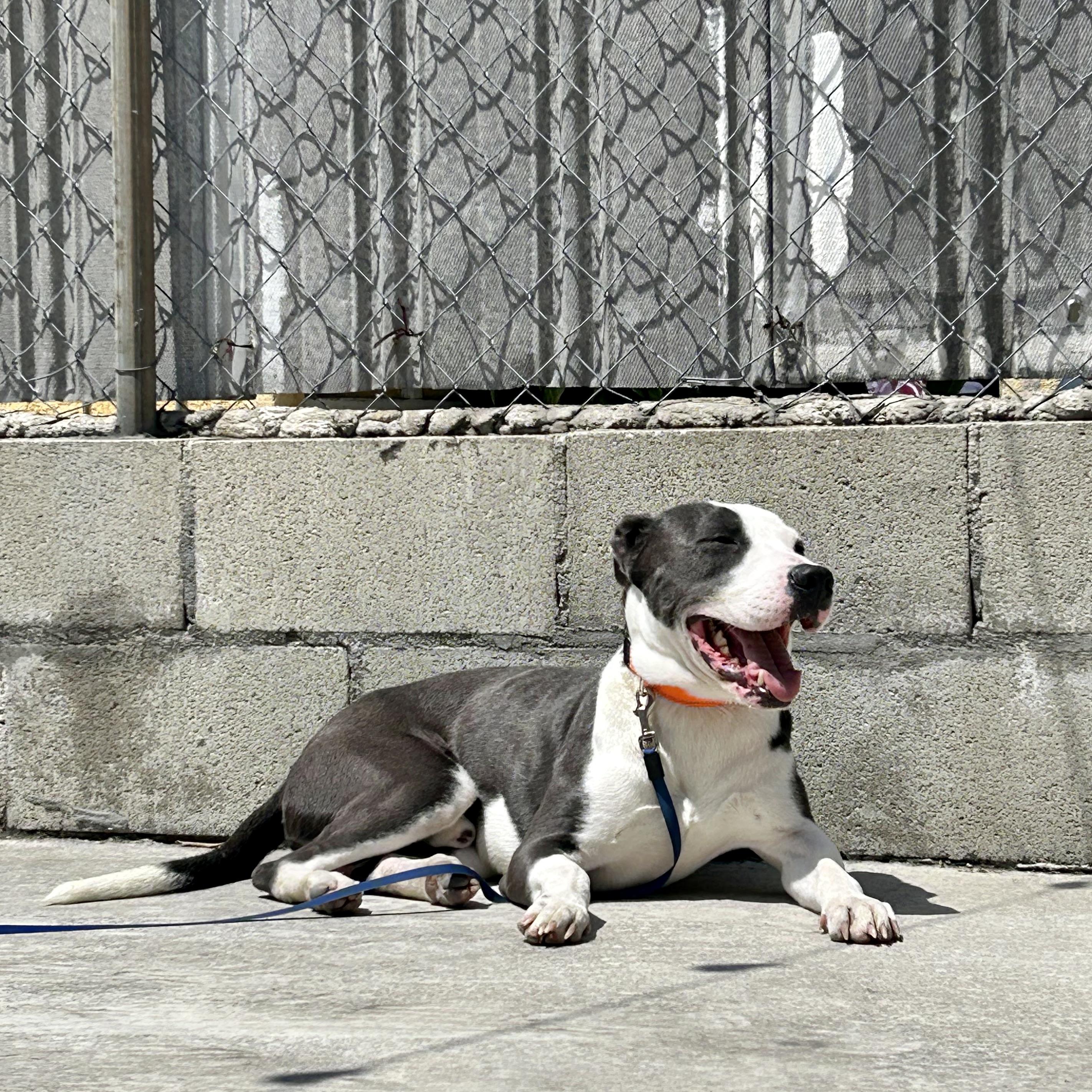 Enlarge Tweedy, a ADOPTABLE Pit Bull Terrier in Los Angeles, CA image 3/6