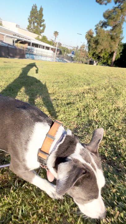 Enlarge Tweedy, a ADOPTABLE Pit Bull Terrier in Los Angeles, CA video 4/6