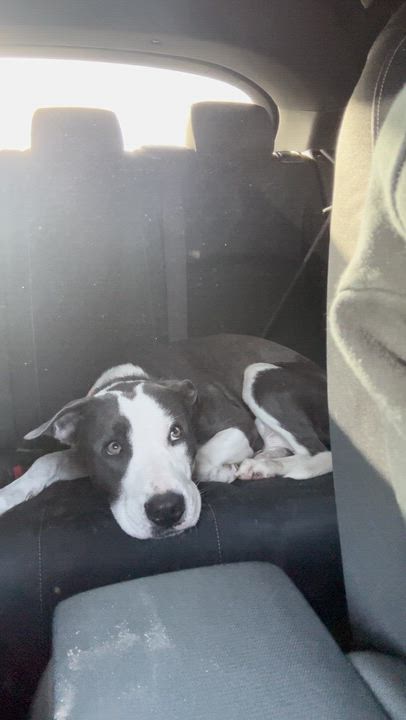 Enlarge Tweedy, a ADOPTABLE Pit Bull Terrier in Los Angeles, CA video 5/6