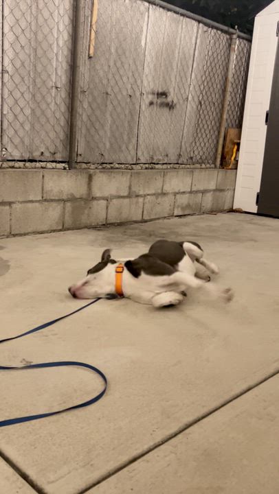 Enlarge Tweedy, a ADOPTABLE Pit Bull Terrier in Los Angeles, CA video 6/6