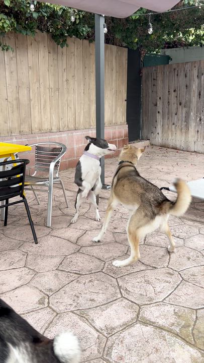 Enlarge Tweedy, a Adoptable mixed breed in Los Angeles, CA video 4/6